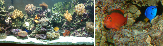 saltwater aquariums - corals, fish, and live rock